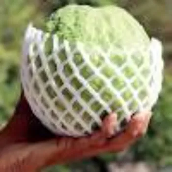 Fresh Guava Plant